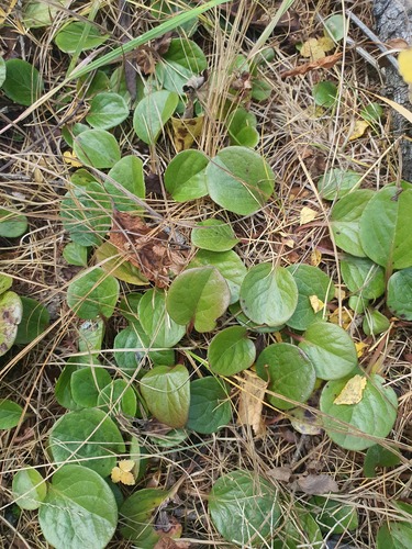 Pyrola asarifolia, photograph 2