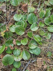 Pyrola asarifolia