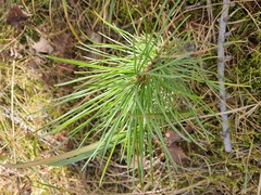Pinus sibirica