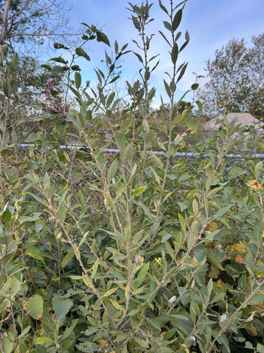 Prairie Willow
