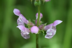 Stachys rigida