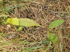 Plantago depressa