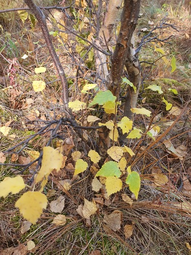 Betula fruticosa, photograph 3