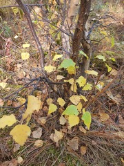 (c) Urgamal Magsar, some rights reserved (CC BY) Betula fruticosa, photograph (c) Urgamal Magsar, some rights reserved (CC BY)