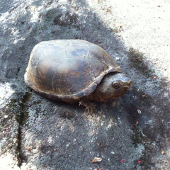 Sternotherus minor