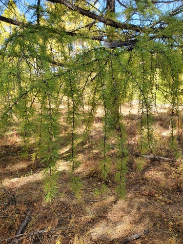 Larix sibirica, photograph 6