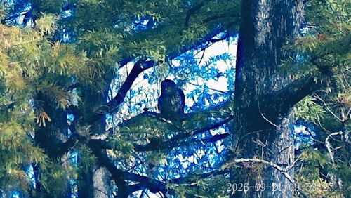 Barred Owl