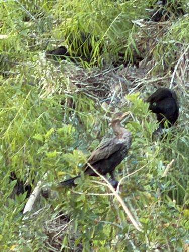 Neotropic Cormorant