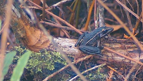 Southern Leopard Frog