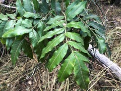 Flindersia xanthoxyla