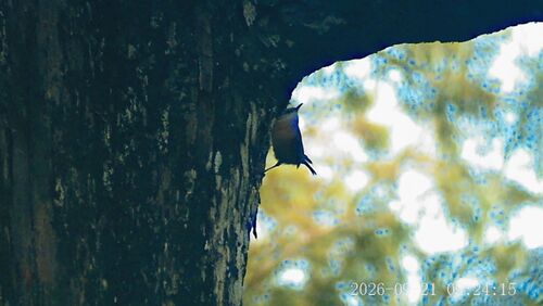 Carolina Wren