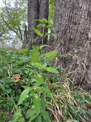 Ruellia strepens, photograph (c) Jeff Clark, some rights reserved (CC BY)