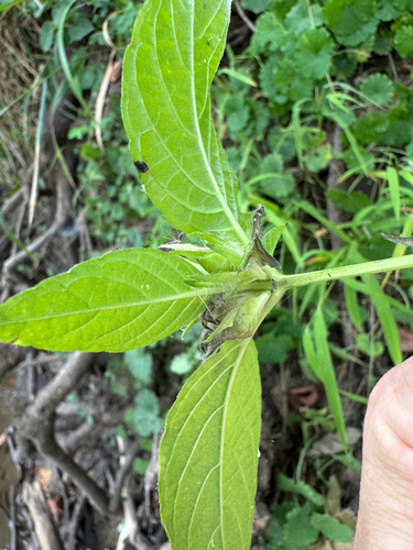 Ruellia strepens, photograph 2