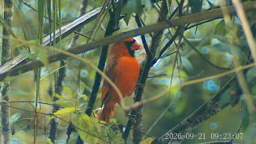Northern Cardinal