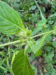 Ruellia strepens, photograph (c) Jeff Clark, some rights reserved (CC BY)