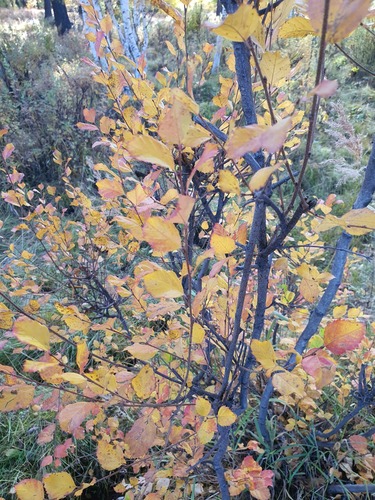 Betula fruticosa, photograph 2