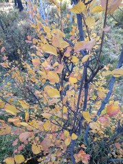 (c) Urgamal Magsar, some rights reserved (CC BY) Betula fruticosa, photograph (c) Urgamal Magsar, some rights reserved (CC BY)