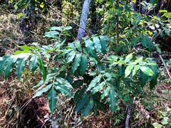 Flindersia xanthoxyla