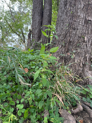 Ruellia strepens