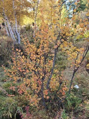 Betula fruticosa