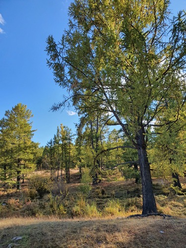 Larix sibirica