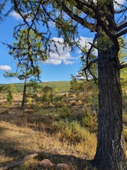 Larix sibirica, photograph (c) Urgamal Magsar, some rights reserved (CC BY)