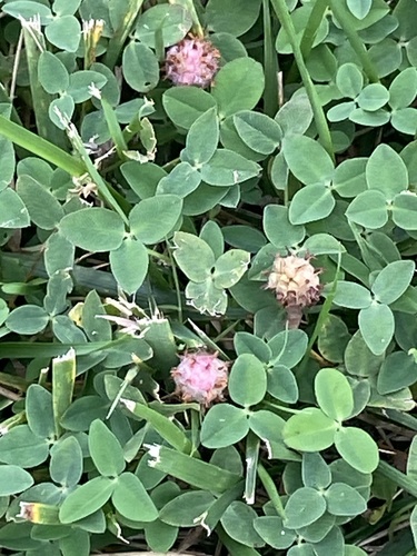 Trifolium fragiferum, photograph 6