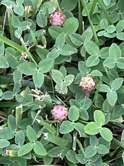 Trifolium fragiferum, photograph (c) Sandy Wolkenberg, some rights reserved (CC BY)