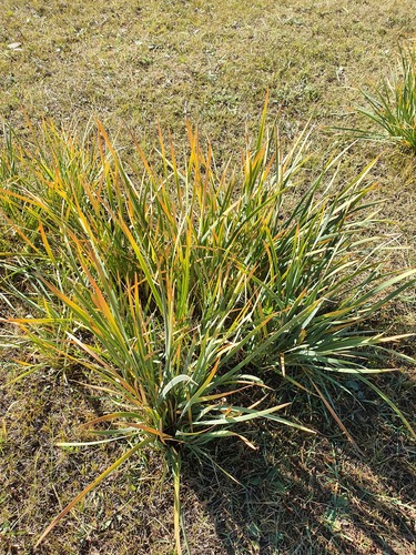 Iris lactea