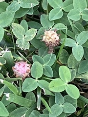 Trifolium fragiferum, photograph (c) Sandy Wolkenberg, some rights reserved (CC BY)