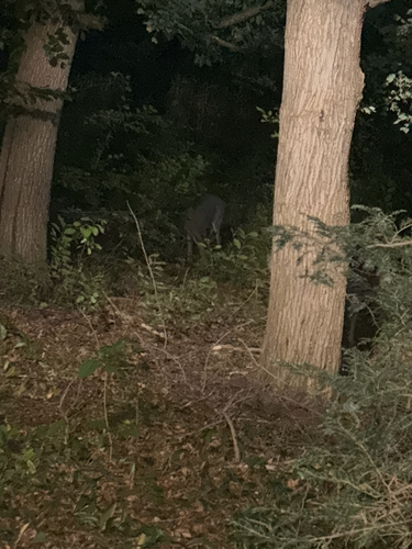 White-tailed Deer