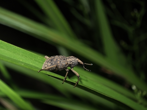 Sipalinus gigas