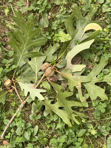 Quercus alba, photograph 6