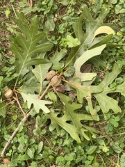 Quercus alba, photograph (c) Sandy Wolkenberg, some rights reserved (CC BY)