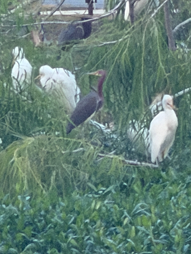Tricolored Heron