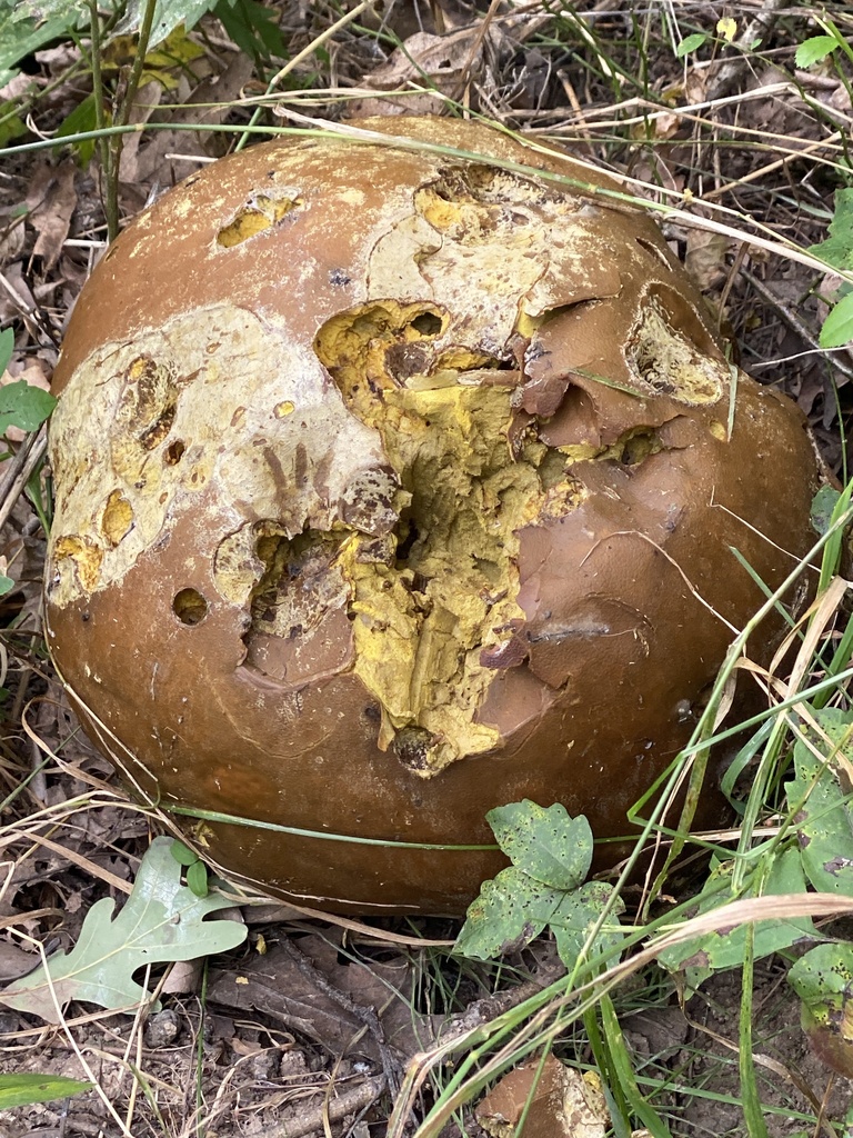 giant puffball · September 2026 · photo: Photo: (c) Sandy Wolkenberg, some rights reserved (CC BY) · iNaturalist