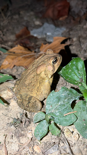 American Toad