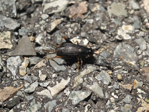 Sclerogryllus punctatus