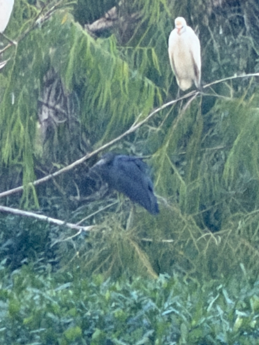 Little Blue Heron