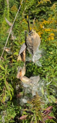 common milkweed