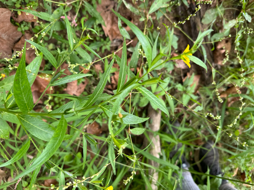 Ludwigia decurrens, photograph 6