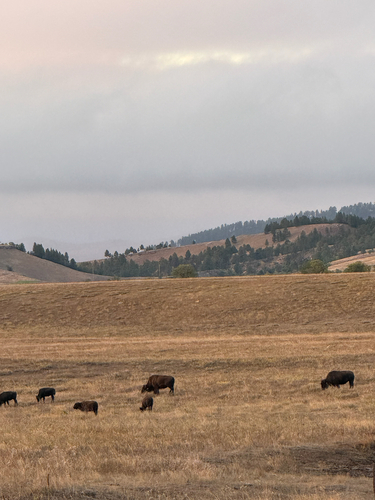 American Bison