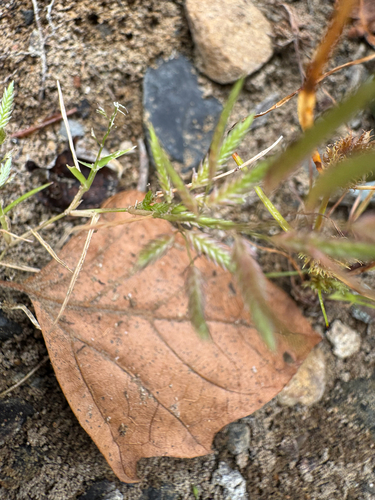 Eragrostis hypnoides, photograph 5