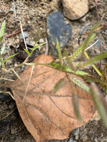 Eragrostis hypnoides, photograph 6