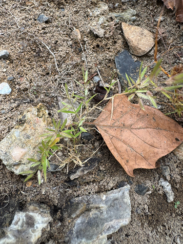 Eragrostis hypnoides, photograph 3