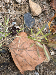 Eragrostis hypnoides, photograph (c) Jeff Clark, some rights reserved (CC BY)
