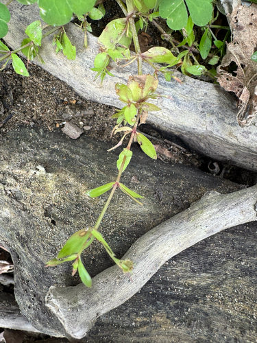 Lindernia dubia, photograph 4