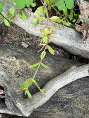 Lindernia dubia, photograph (c) Jeff Clark, some rights reserved (CC BY)