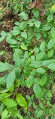 (c) Laurel Meredyk, some rights reserved (CC BY) Vaccinium pallidum, photograph (c) Laurel Meredyk, some rights reserved (CC BY)