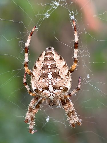 Cross Orbweaver
